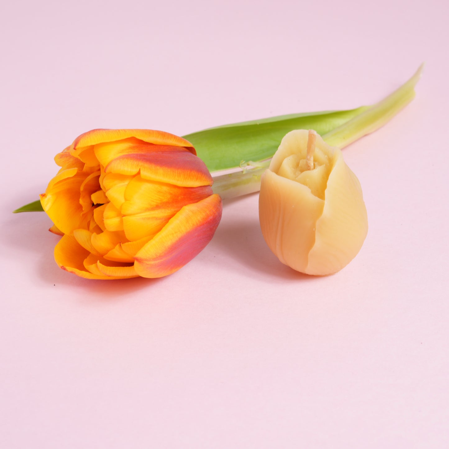 One tulip flower beeswax candle with a tulip flower in background