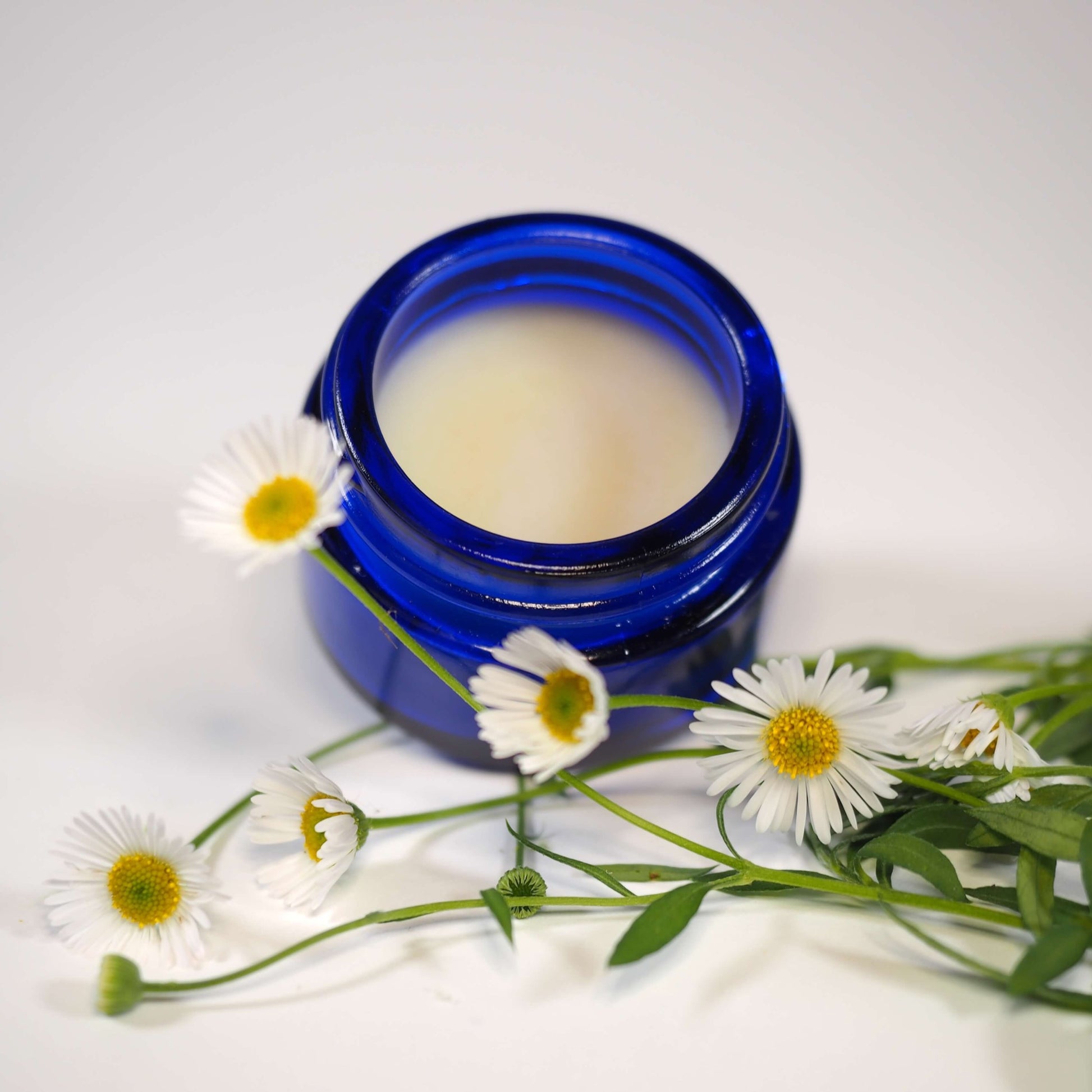 Honey Argan Lip Balm open with daisies