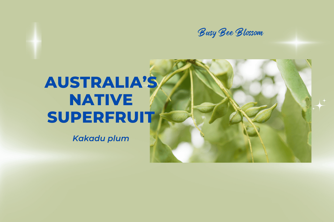 Australia's native superfruit - Kakadu Plum