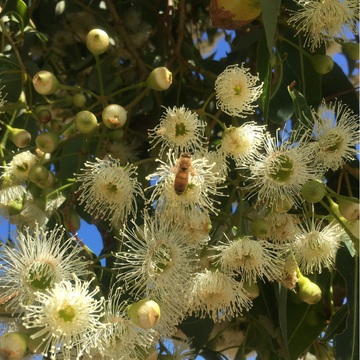 Bee in Eucalyptus flowers