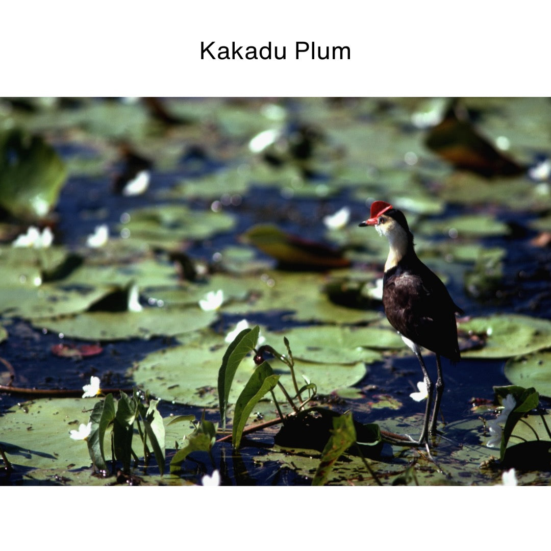 Kakadu Plum Soy Candle Travel Tin