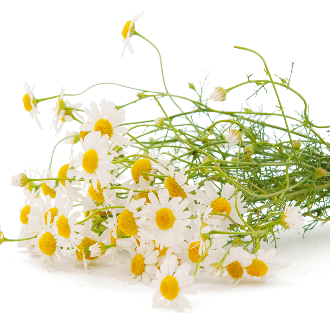 Vitamin E + C Serum with Chamomile CO2 Oil - coming soon